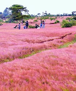 Du Lịch Buôn Ma Thuột - Buôn Đôn - Pleiku - KomTum - Măng Đen